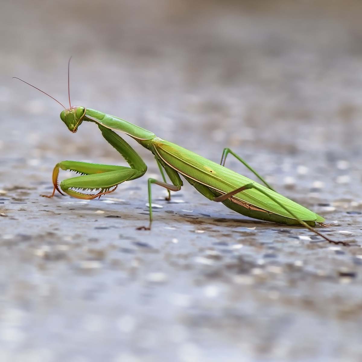 A green praying mantis