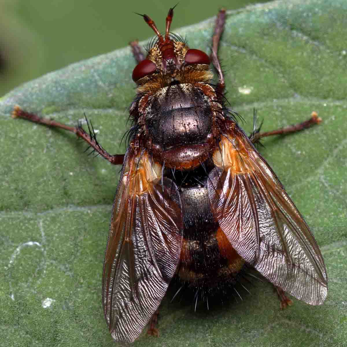 A tachinid fly on leaf