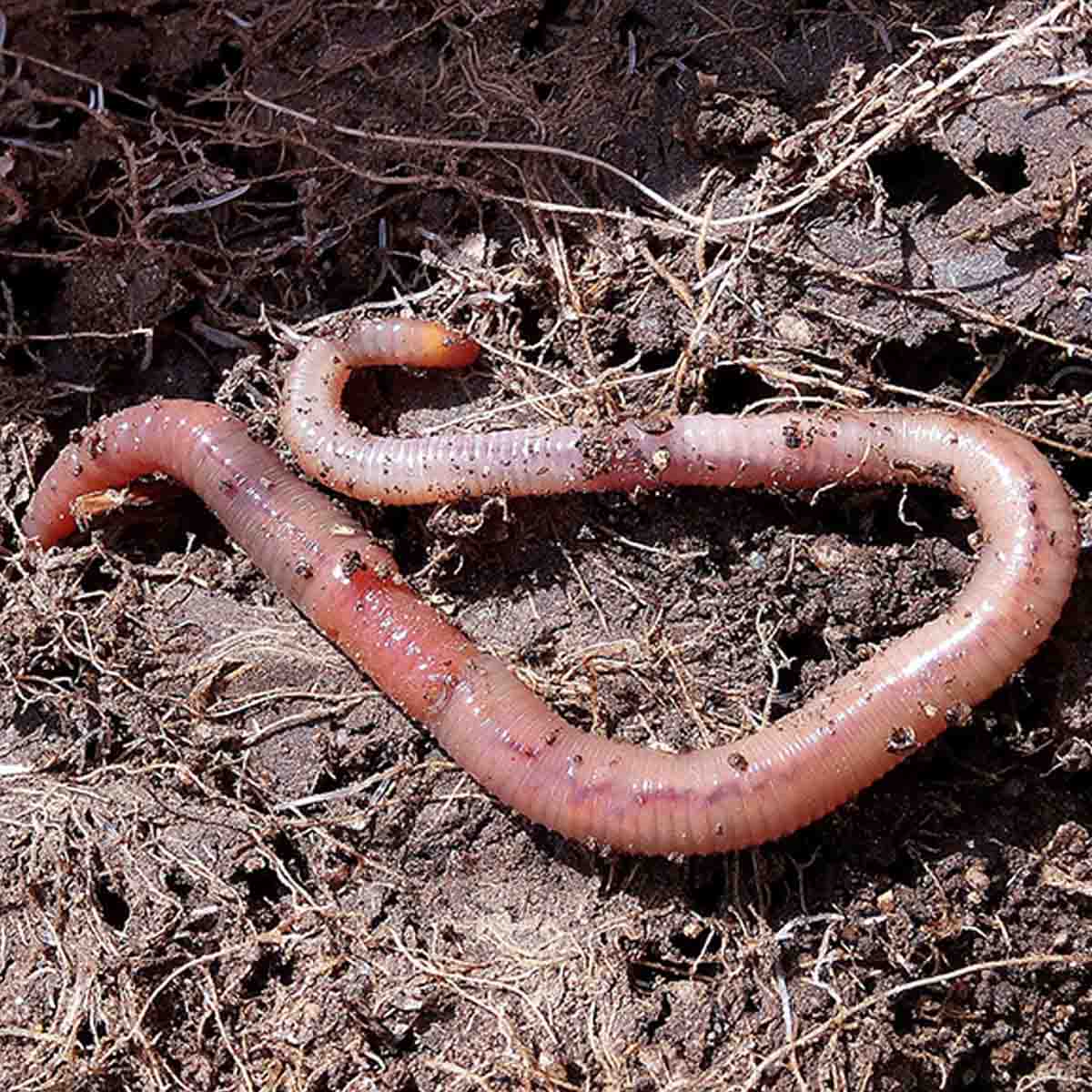 A worm on dirt