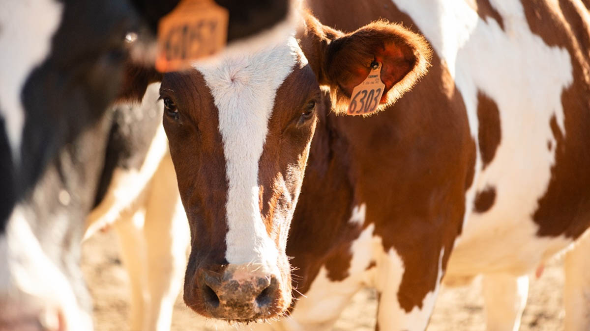 close up of a dairy cow's head in herd