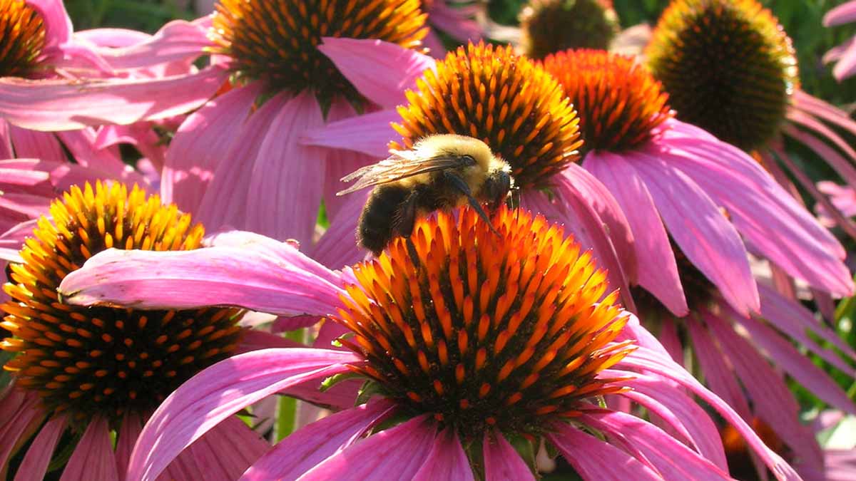 pollinator bee on a cone flower