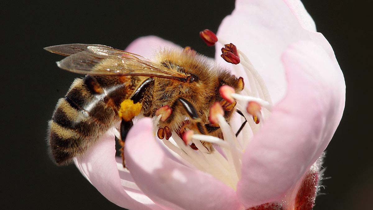 pollinator bee within a peach flower