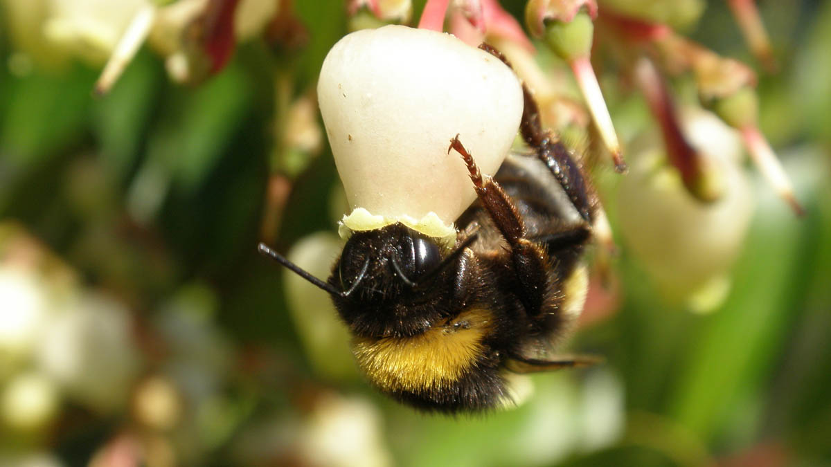 bumble bee with its head in a flower