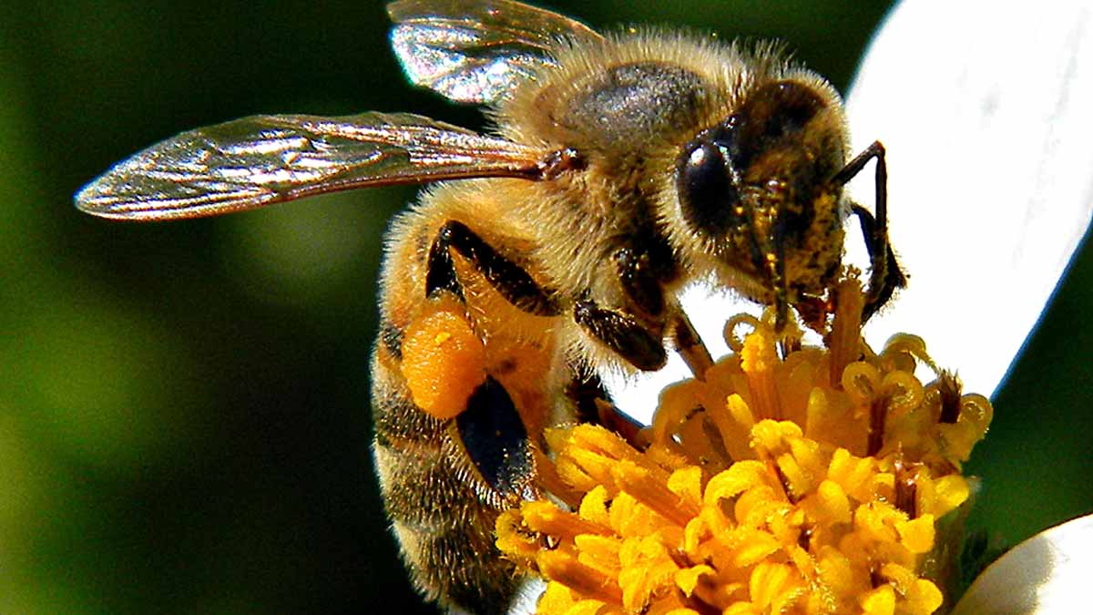 honey bee on a flower