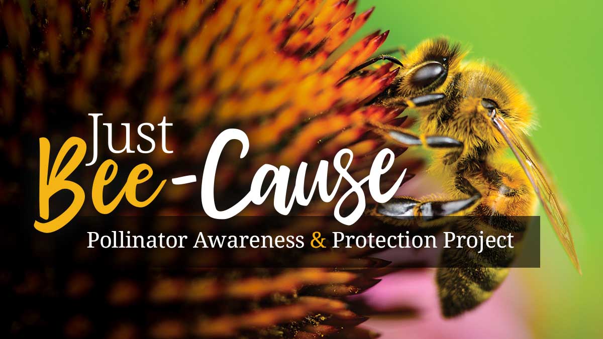 Just Bee-Cause — pollinator awareness and protection project