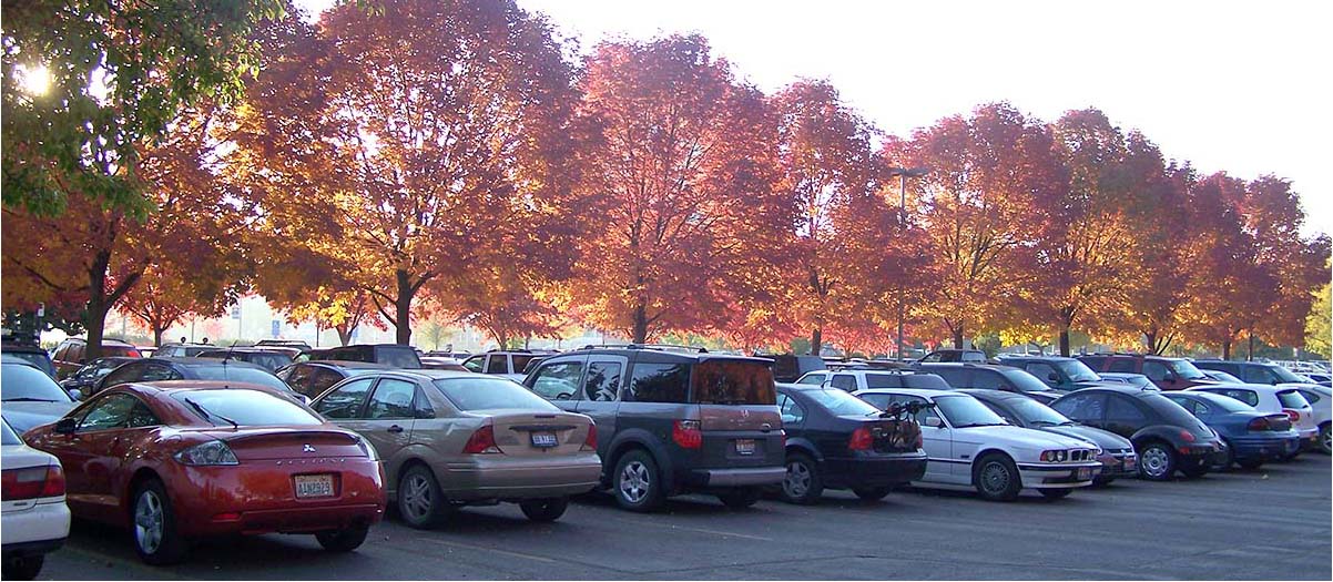 Colorful autumn trees and parked cars