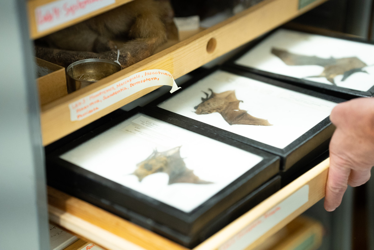 A hand opening a drawer of bat study skins.