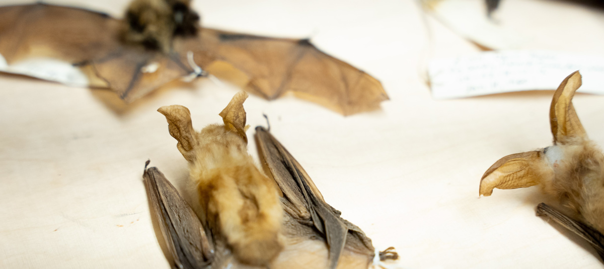 Bats