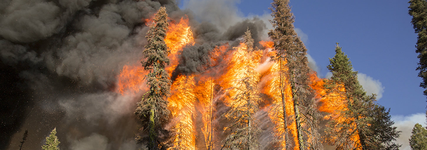 Burning pine trees send up plumes of black smoke.