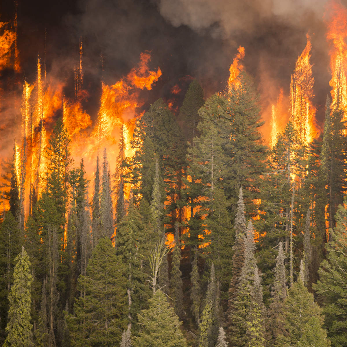 A wildfire moves through a forest.