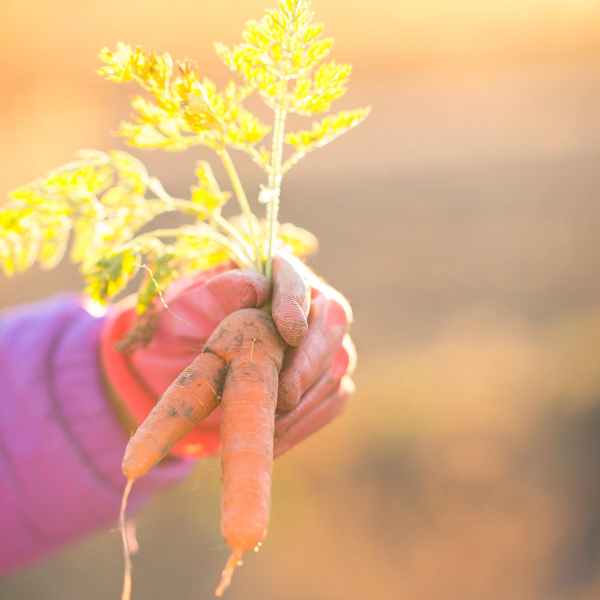 A carrot being held.