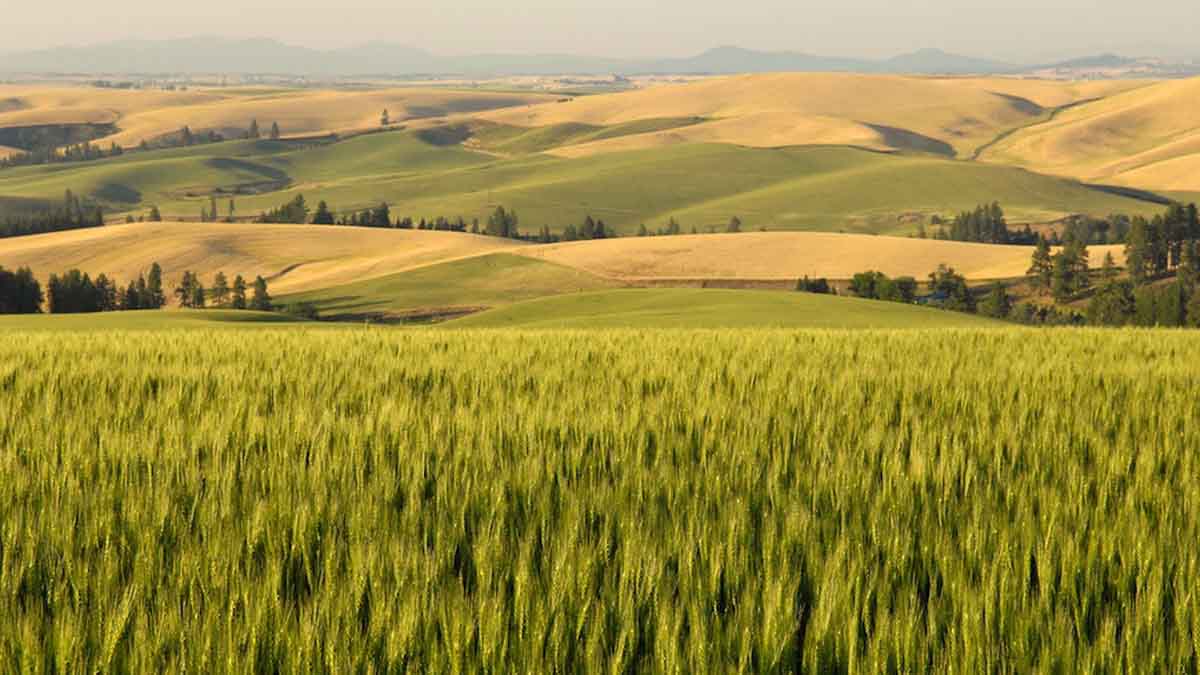 A green wheat field sits in front of rolling hills