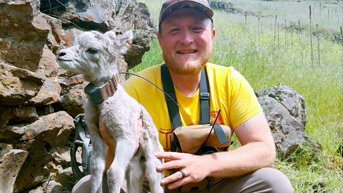 Smiling man sits on hillside holds baby bighorn sheep.