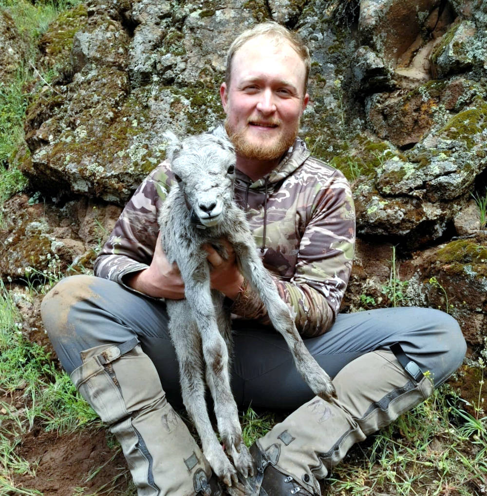 Smiling man sitting on hillside holds baby bighorn sheep.