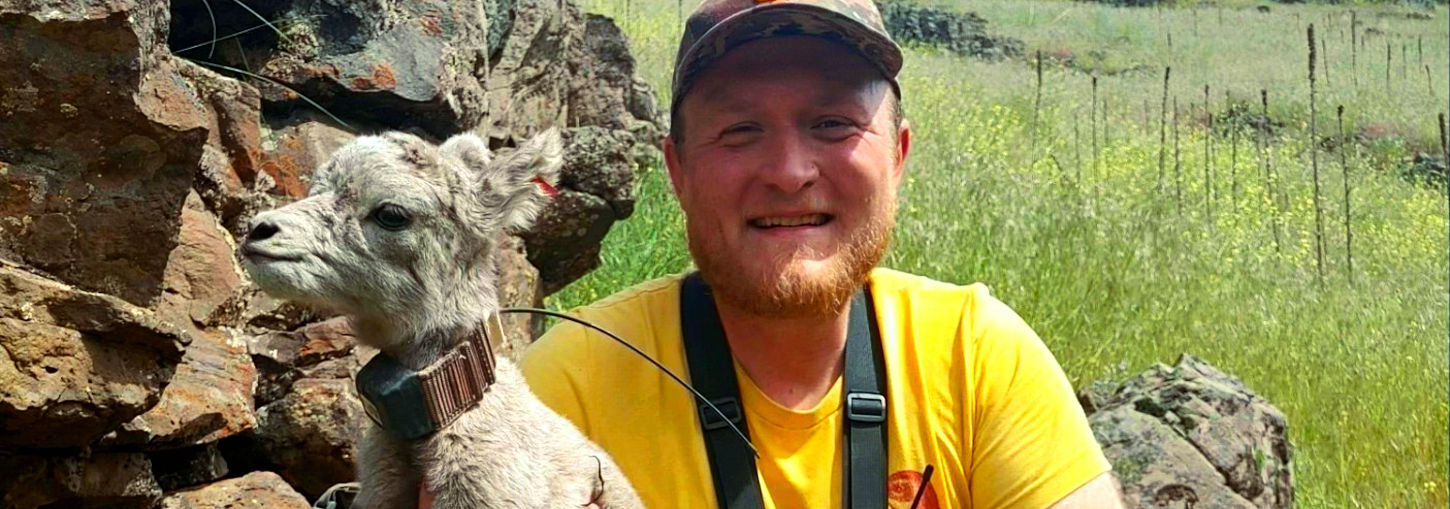 Smiling man sits on hillside holds baby bighorn sheep.