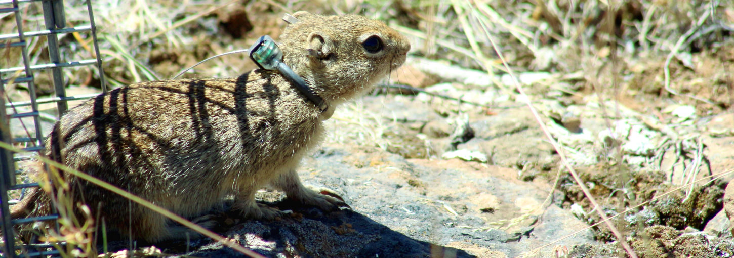 A ground squirrel sports a tiny radio collar.