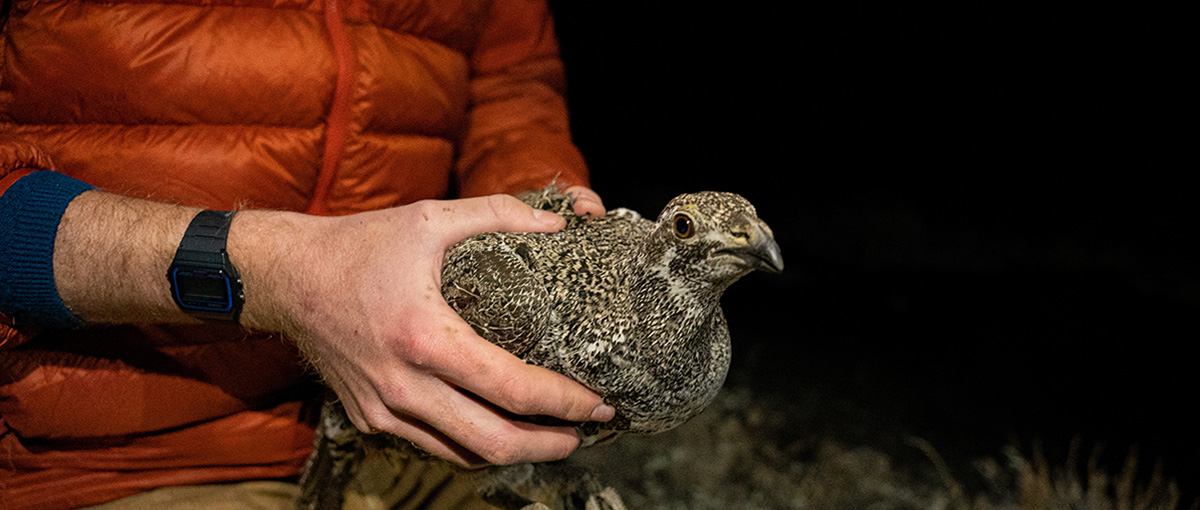 Hands hold a sage grouse