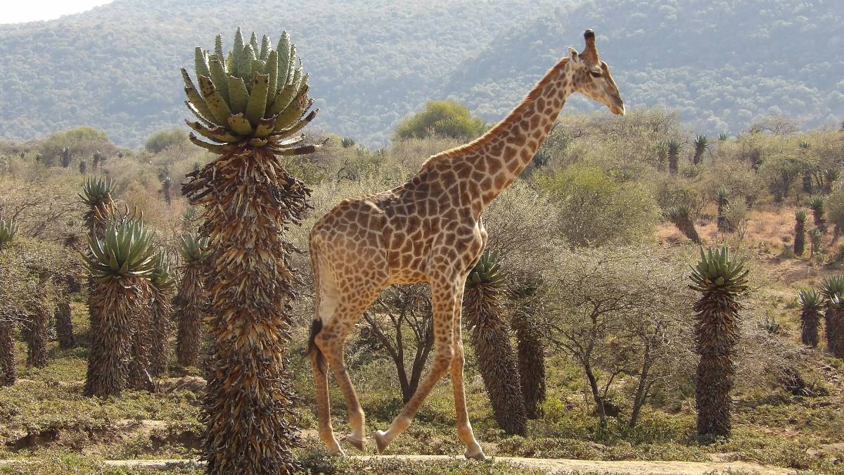 A giraffe towers over an aloe plant in the African bush
