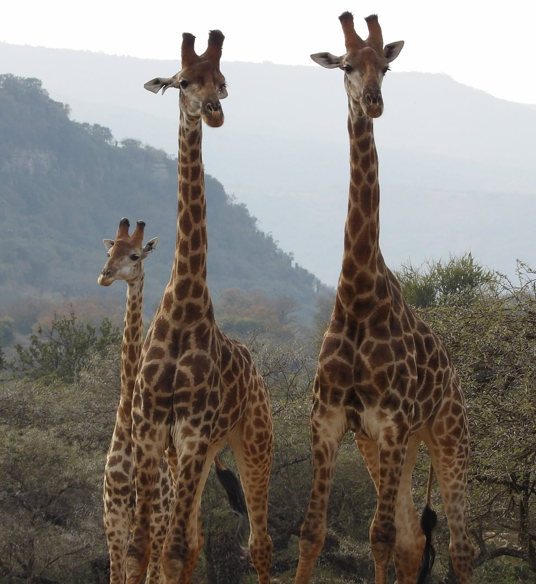 Three giraffes tower over landscape.