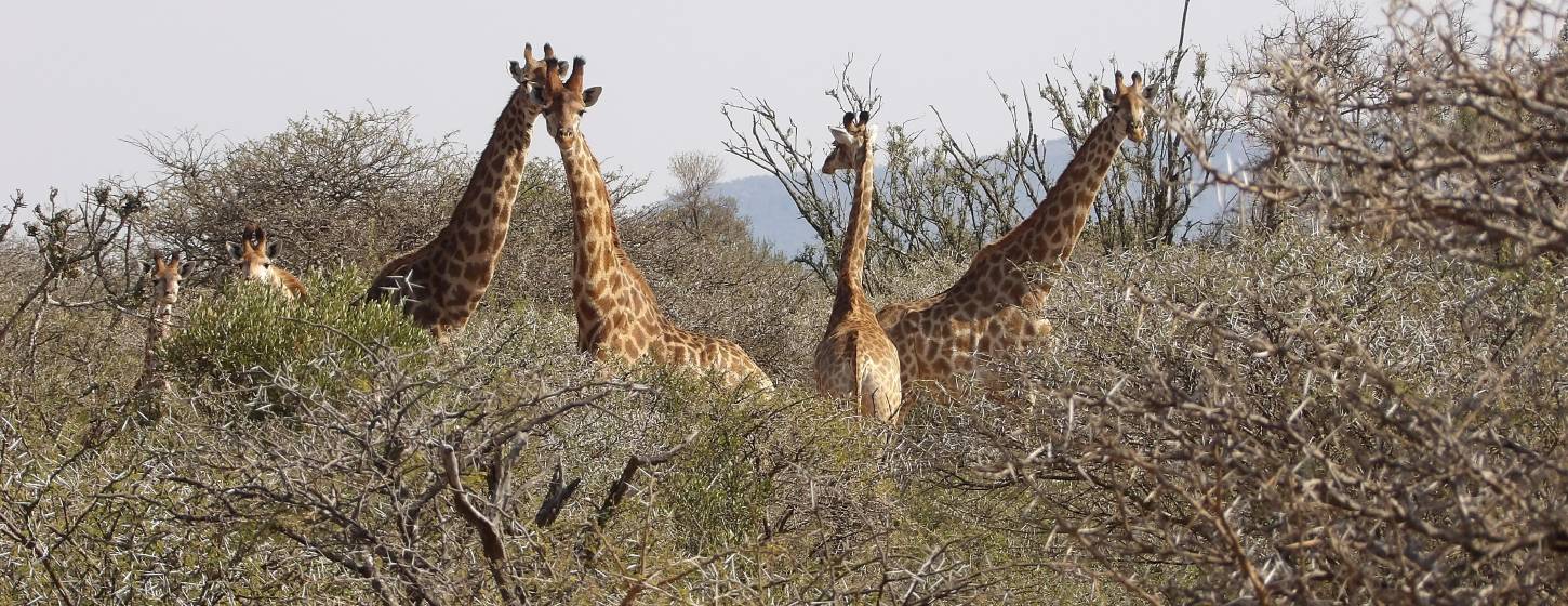 Several giraffes, their heads and necks sticking up from a brush patch, look at camera.