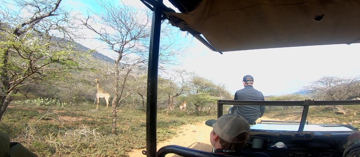 People watch giraffes from inside a Jeep-like vehicle in the African bush