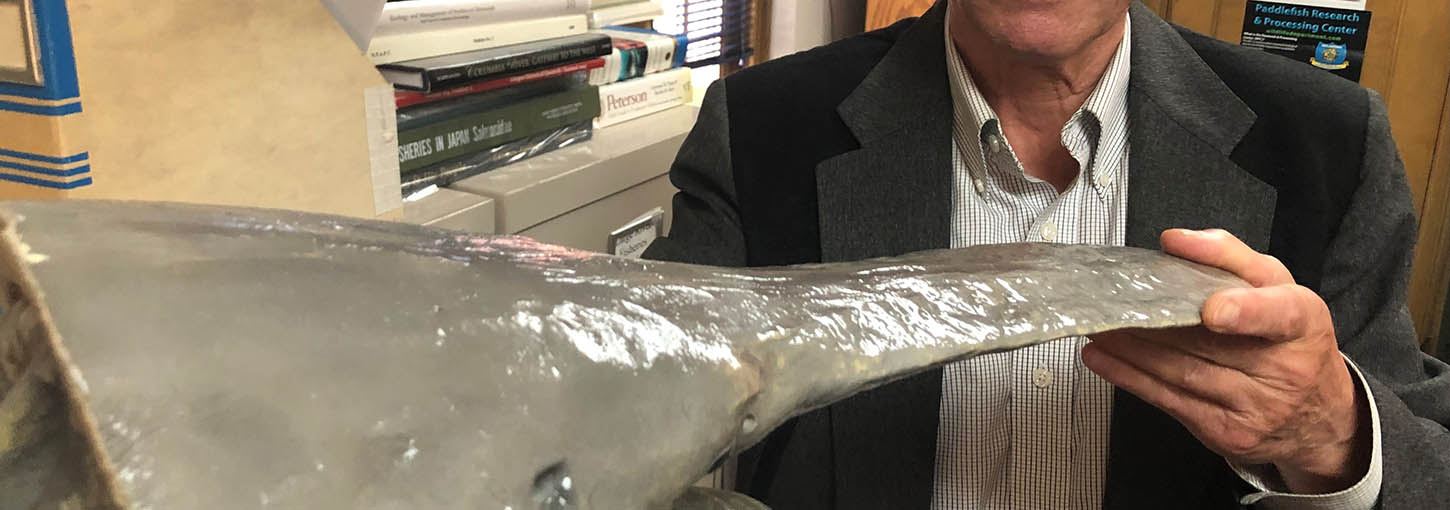 Man holds replica of a paddlefish head.