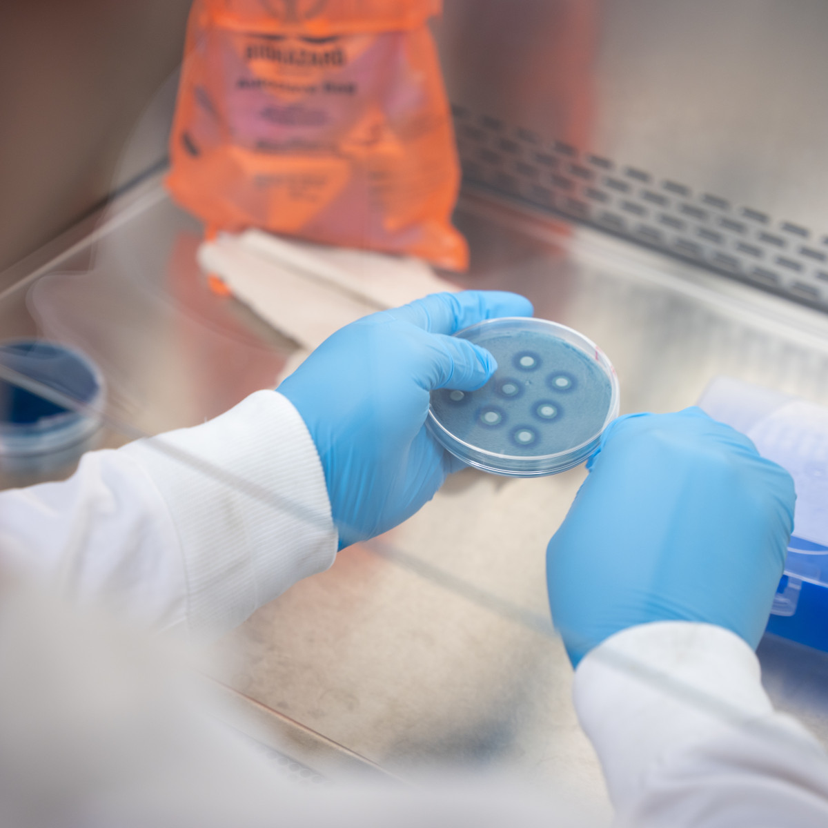 Blue gloves inspect a petri dish.
