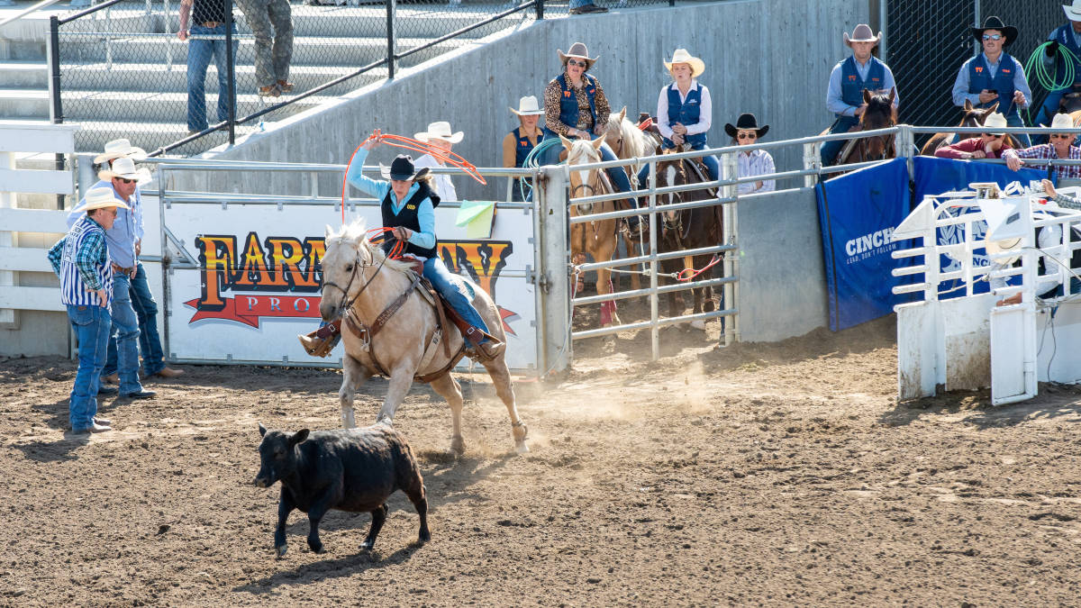 Woman on horse ropes a steer.