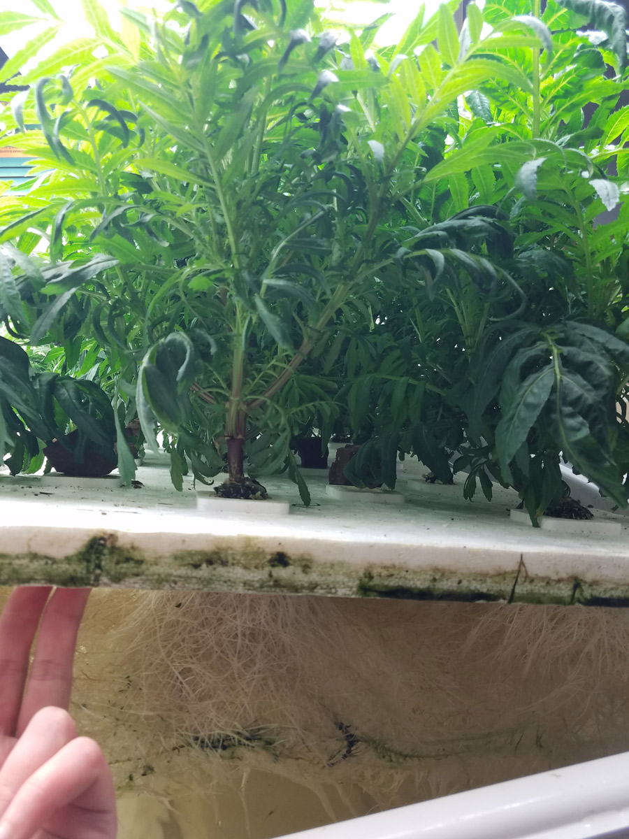 Plants grow in hydroponic production, with leafy greens on top and roots below a tray.