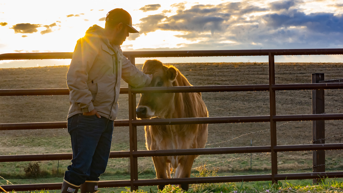 Avelardo Vargas pets a cow at sunrise.
