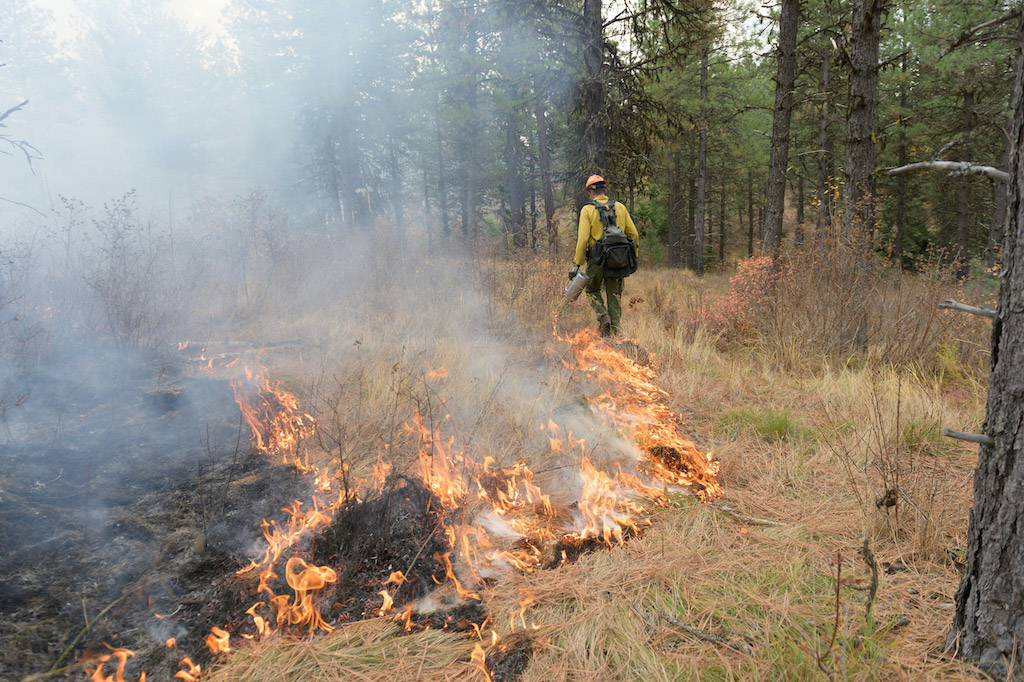 Firefighters use drip torches to start a prescribed burn.