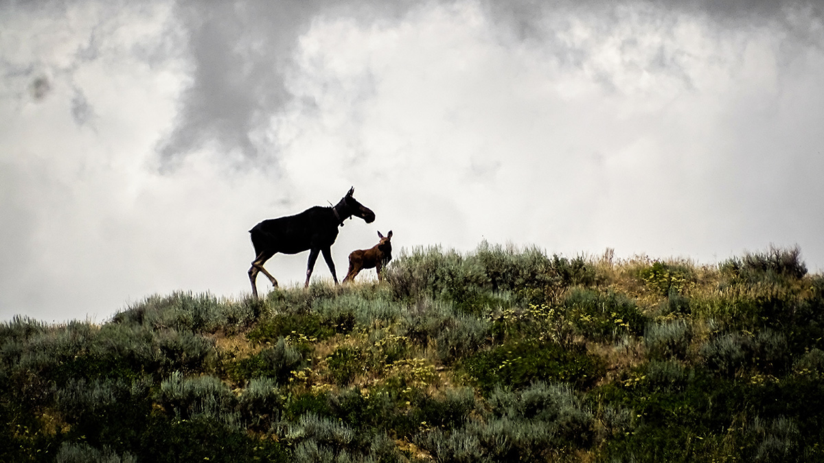A mother moose and calf crest a hill