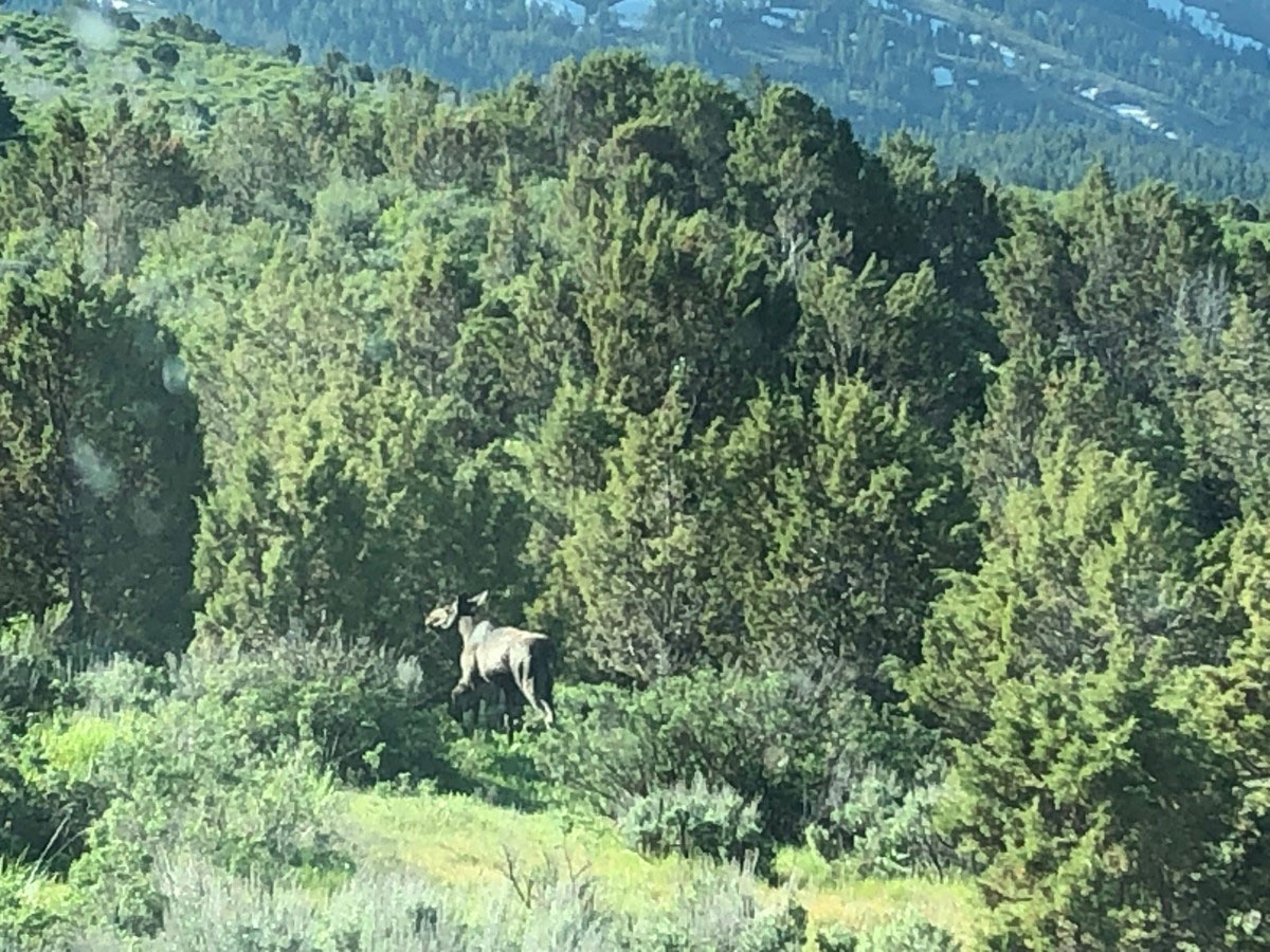 Moose on an Idaho hill