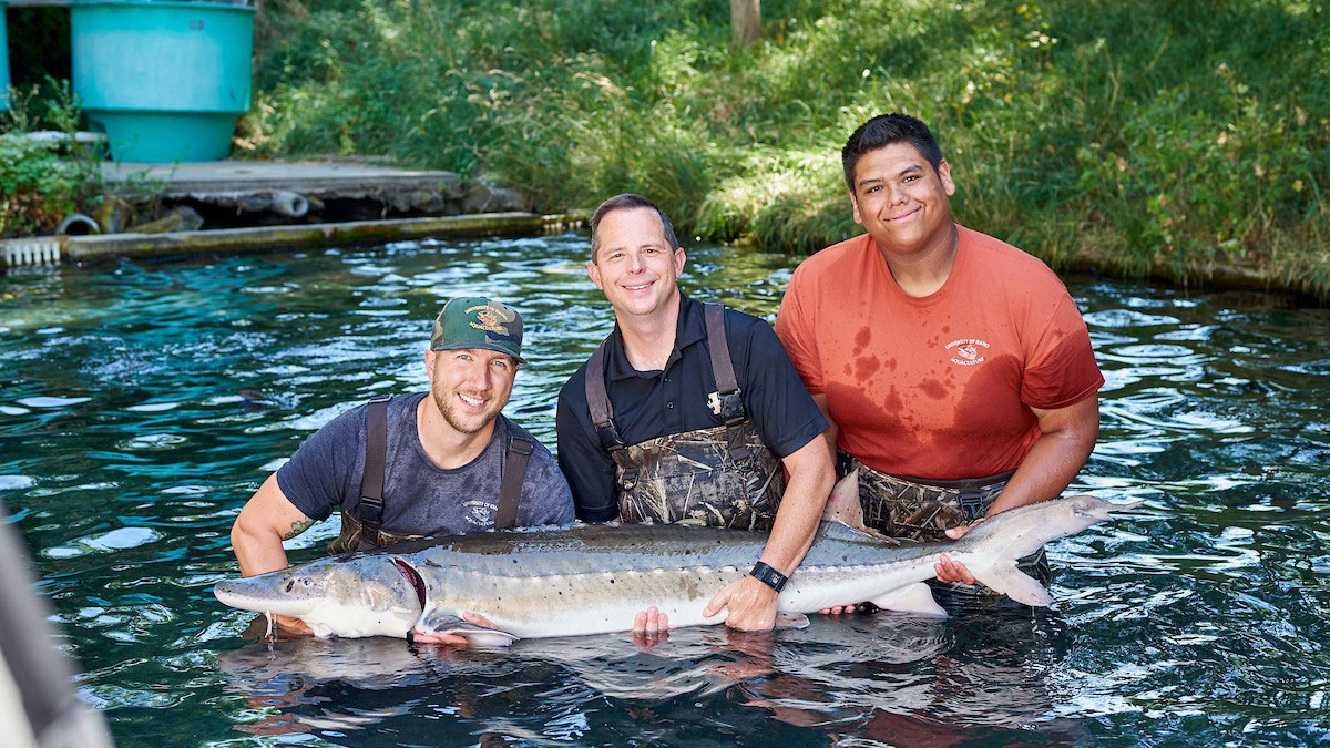 Three men in water holding large fish.