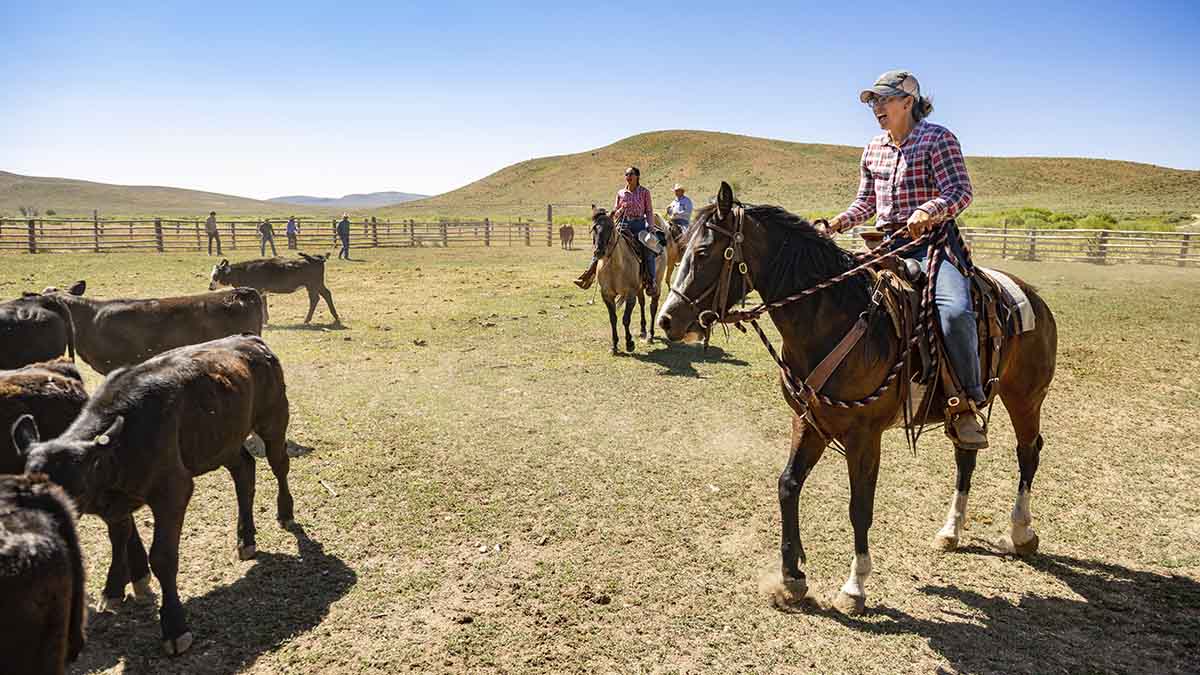 People on horses herding cattle