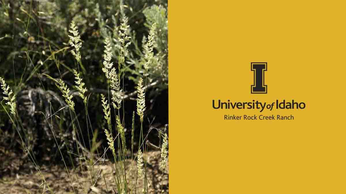 University of Idaho Rinker Rock Creek logo with grass.