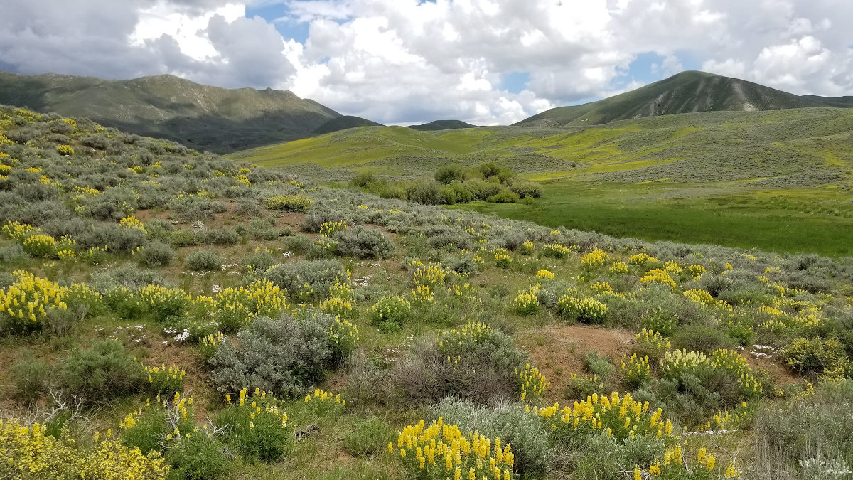 Prairie tundra and low hills