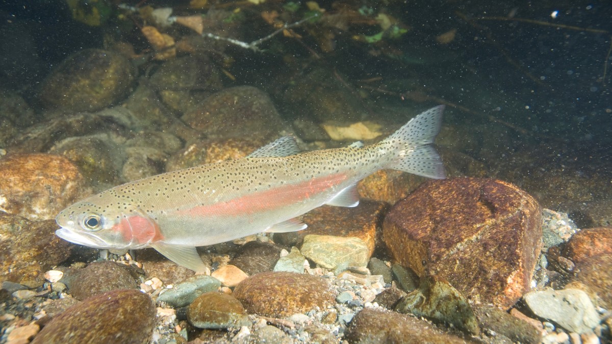 Rainbow Trout