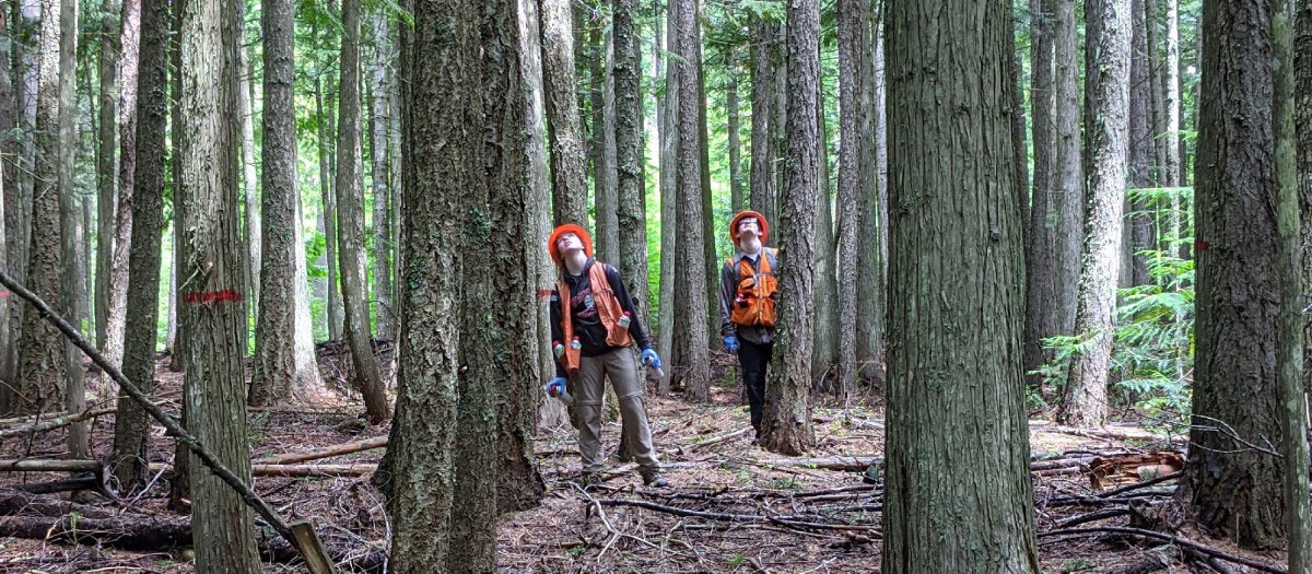 Experimental forest