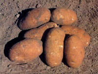 GemStar Russet Potato