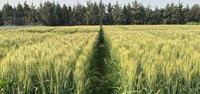 A field full of UI Gold Wheat