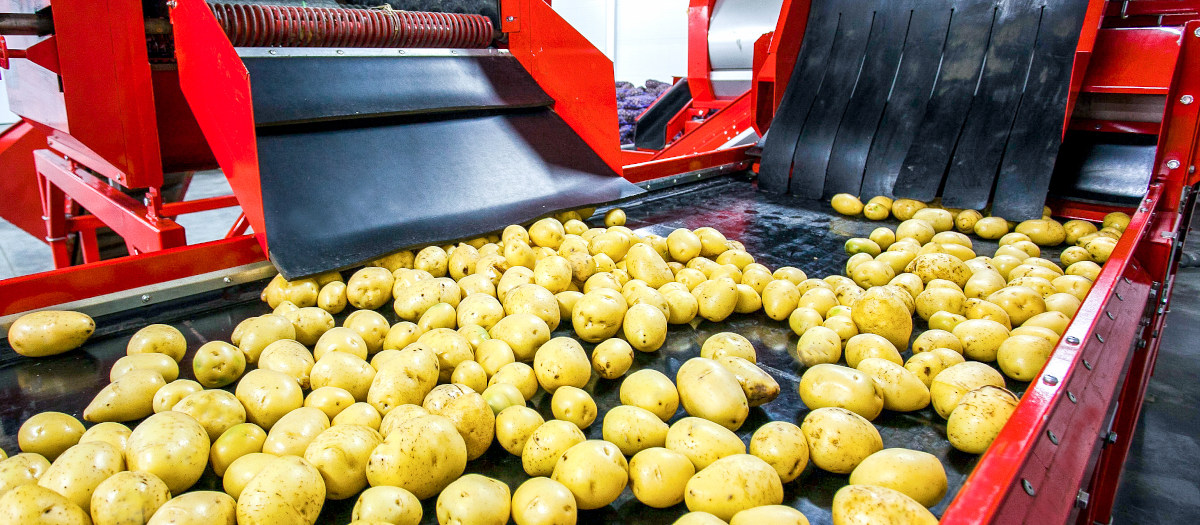 Potato processing machine