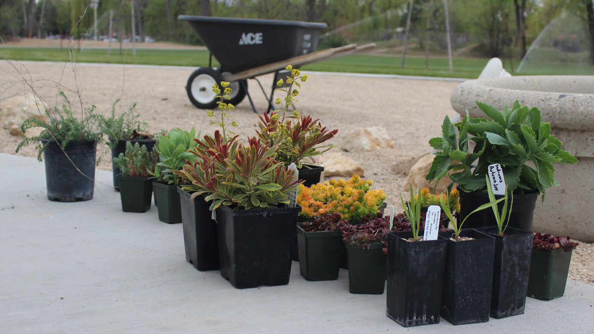 More firewise plants waiting to be planted by volunteers at Bernardine Quinn Park