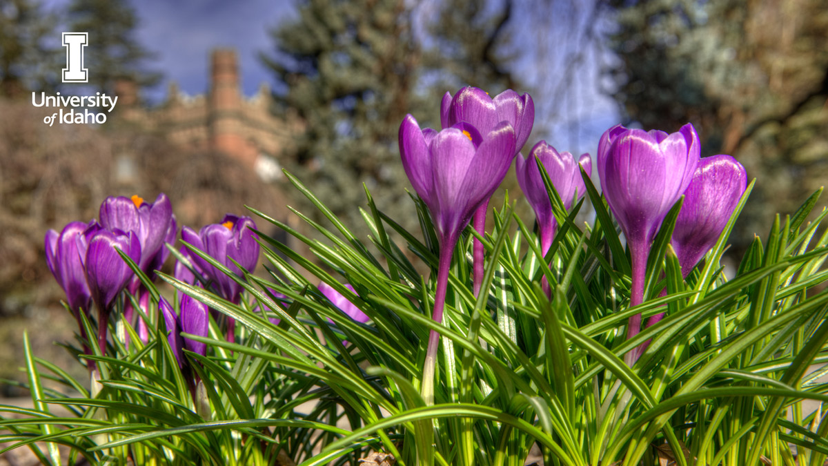 Tulips growing on campus.