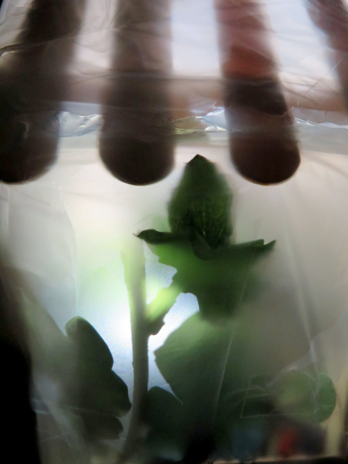 Plant behind water or plastic film.