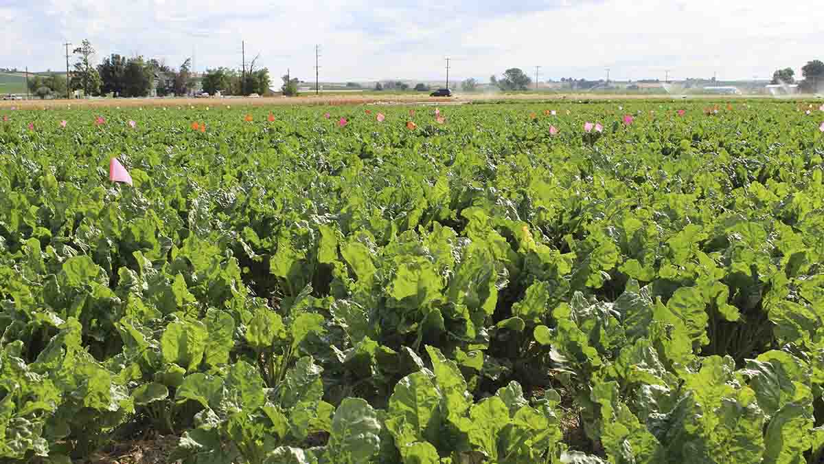 Sugar beet field
