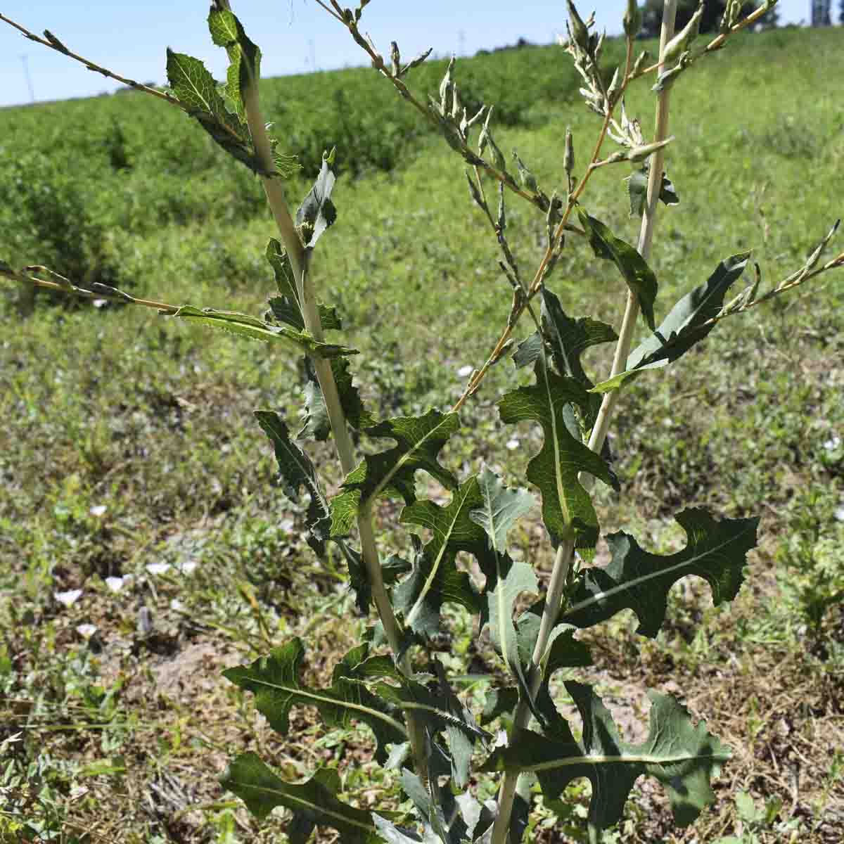 Prickly lettuce found on University of Idaho Kimberly Research and Extension Center's farm