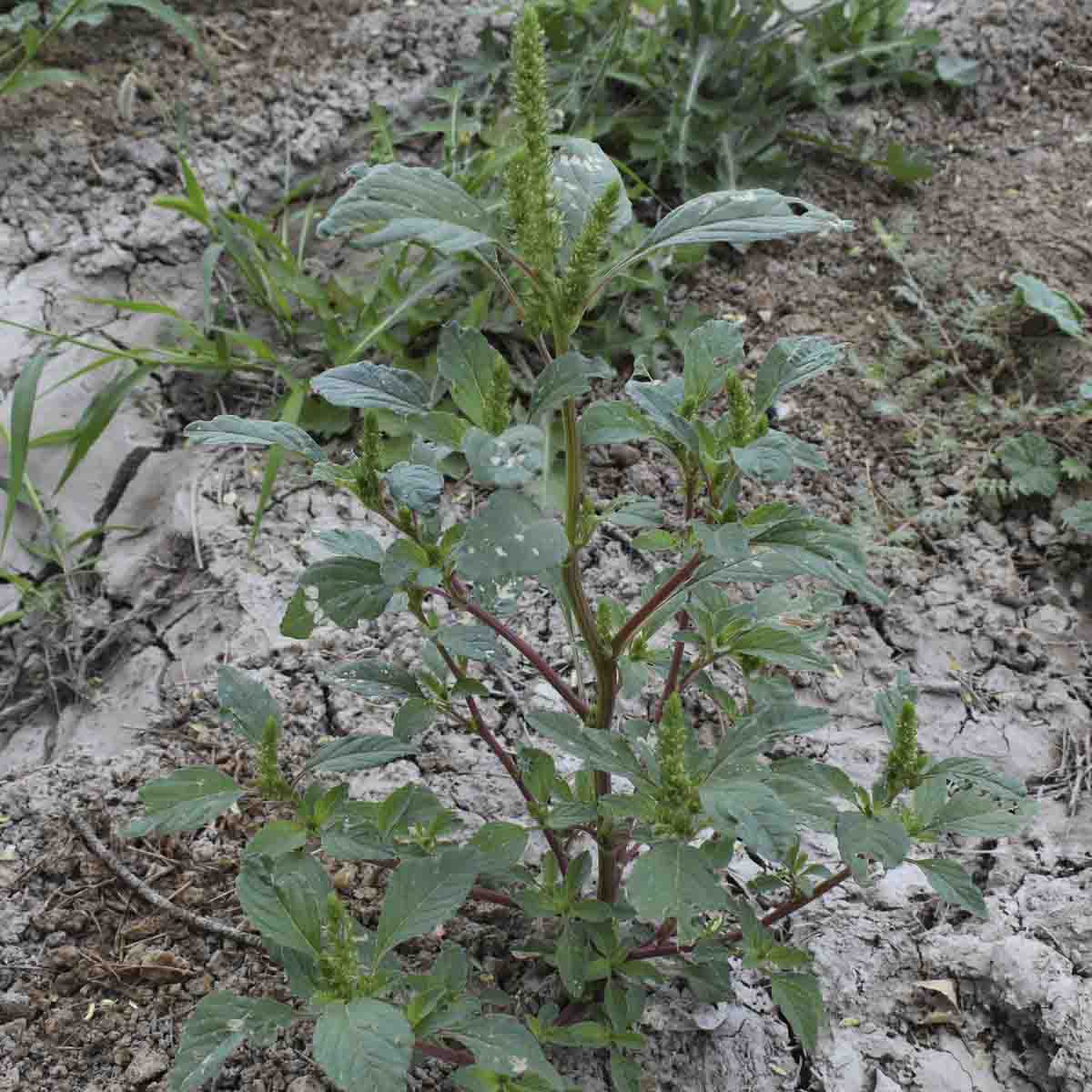 Redroot pigweed found on University of Idaho Kimberly Research and Extension Center's farm