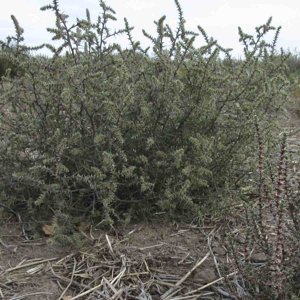 Russian thistle courtesy from Drew Lyon at WSU