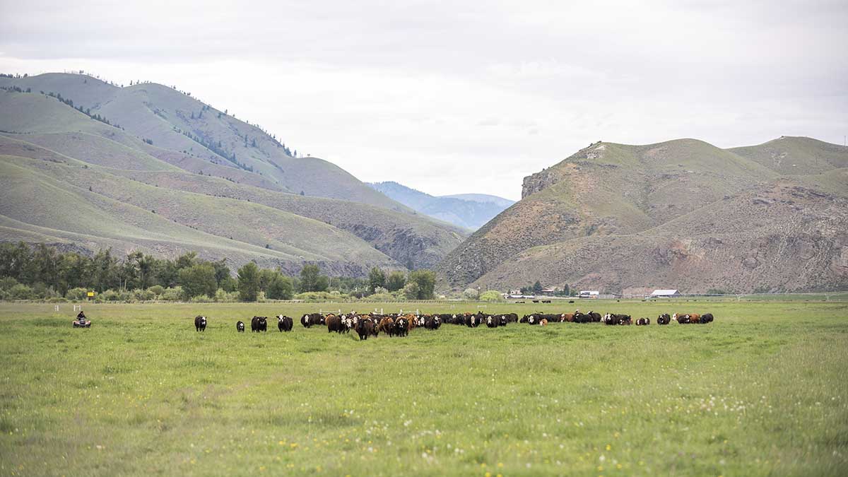 Cattle on ranch